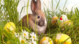 Życzenia Wielkanocne